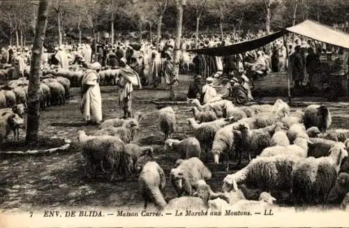 Ak Algier Algier Algerier, Marche de Maison Carree