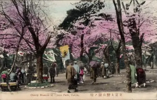 Ak Ueno Tokyo Tokio Japan, Ueno-Park, Cherry Blossom