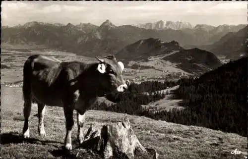 Ak Nesselwang im Allgäu, Edelsberg, Blick auf Säuling und Zugspitze, Kuh