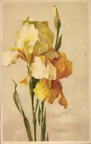 Künstler Litho Klein, Catharina, Gelbe Iris, Meissner & Buch 1222