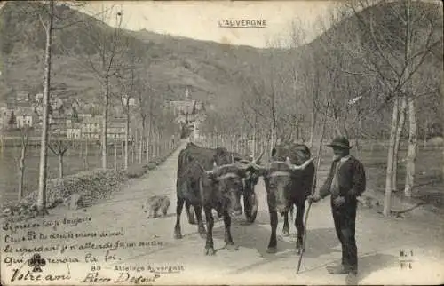 Ak Cantal, Attelage Auvergnat