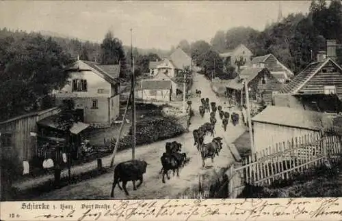 Ak Schierke Wernigerode im Harz, Dorfstraße, Kühe