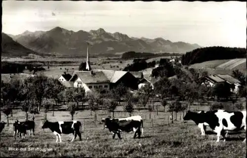 Ak Bernhaupten Bergen im Chiemgau Oberbayern, Teilansicht, Kühe, Hochplatte, Kampenwand