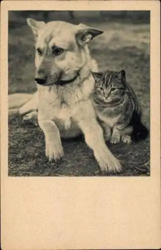 Ak Hund und Katze, Gute Freunde, Tierporträt