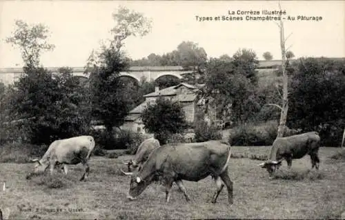 Ak Corréze Frankreich, Weide