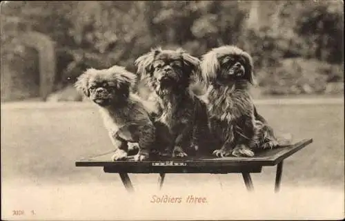 Ak Soldiers three, Pekingesen, Hundeportrait