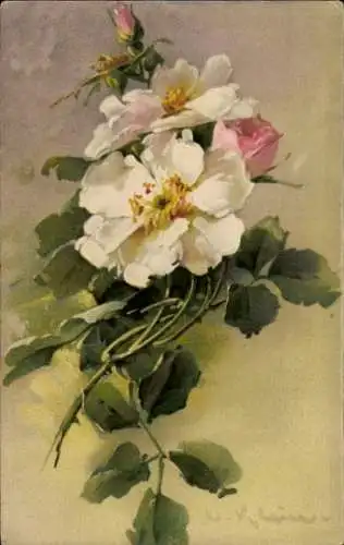 Künstler Ak Klein, C., Weiße Blumen, Rose, Knospe