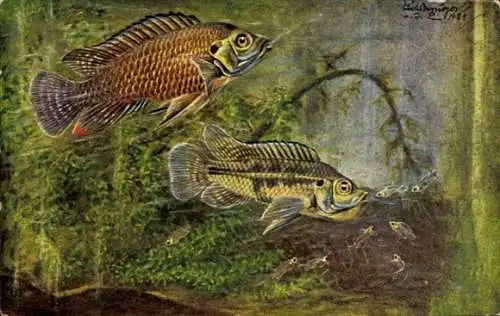 Künstler Ak Bessiger, Curt, Fische, Haplochromis strigigena Pfeff