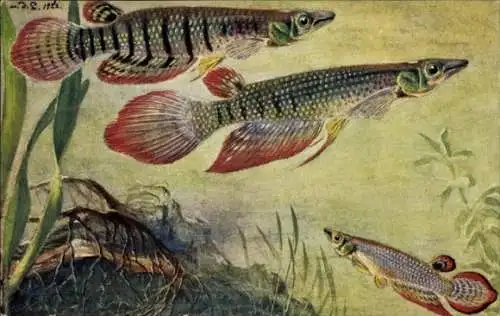 Künstler Ak Bessiger, Curt, Fische, Haplochilus panchax, Haplochilus lineatus