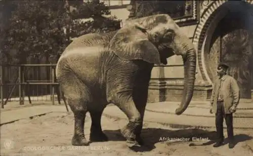 Ak Berlin, Zoologischer Garten, Afrikanischer Elefant