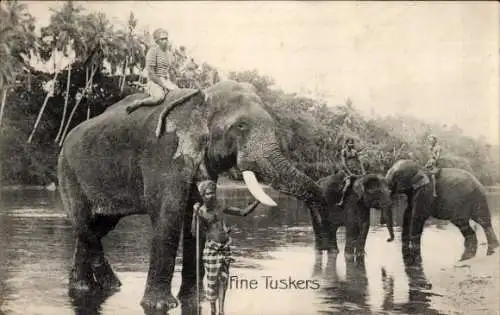 Ak Ceylon, Menschen auf Elefanten reitend, Fluss