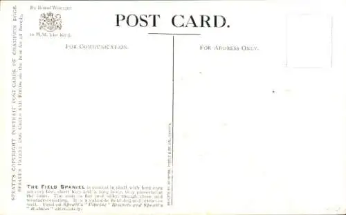 Künstler Ak Daws, FT, Field Spaniel
