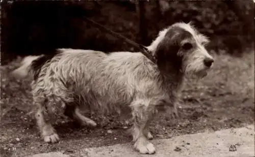 Ak Hund, Petit Basset Griffon Vendéen