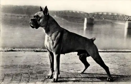 Ak Hund, Boxer, Tierporträt