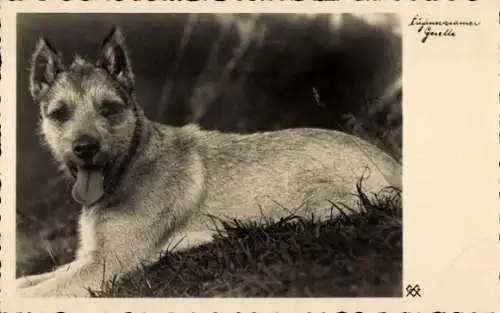 Ak Junger Hund, Welpe, Tierporträt