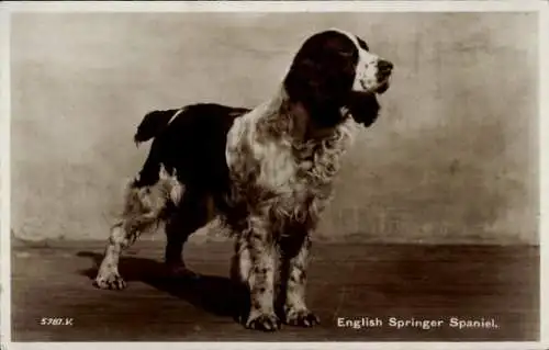 Ak English Springer Spaniel