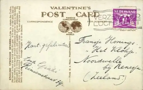 Ak English Springer Spaniel