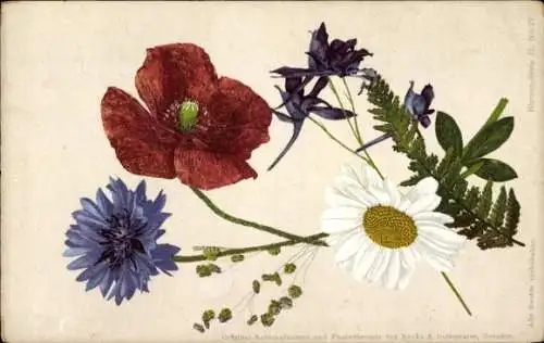 Ak Blumen, Blumenstrauß, Blüten