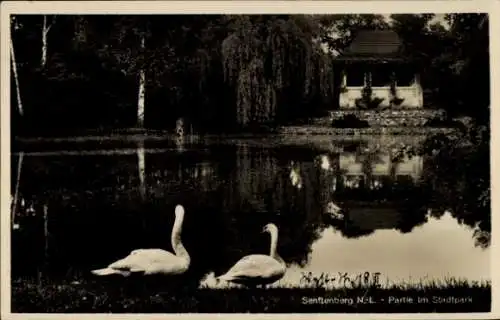 Ak Senftenberg in der Niederlausitz, Stadtpark, Schwäne