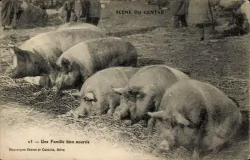 Ak Frankreich, Bauernhof, Schlafende Schweine