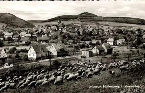 Ak Hallenberg im Sauerland, Gesamtansicht, Schafherde