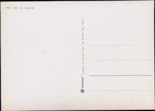 3-D Ak Eichhörnchen, Baum, Pilz, Wald