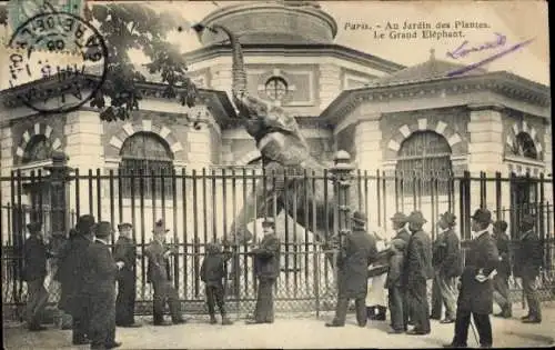 Ak Paris V, Jardin des Plantes, Grand Elephant