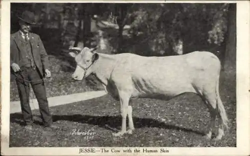 Ak Jessie, the cow with the human skin