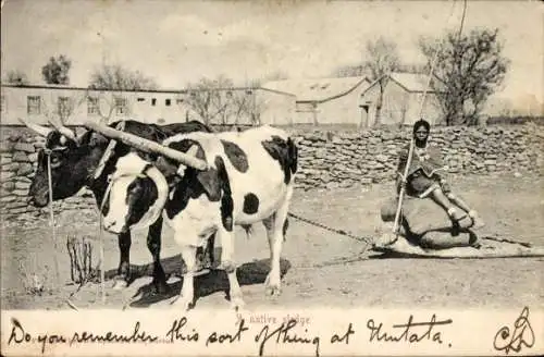 Ak Afrika, Rinderschlitten