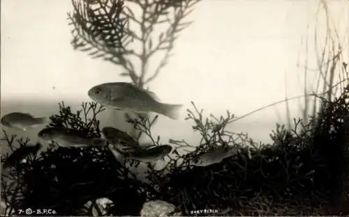 Foto Ak Fische im Wasser, Perch