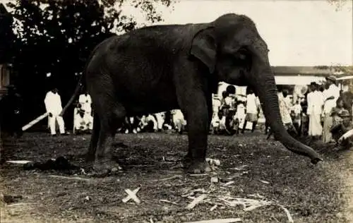 Foto Ak Elefant umgeben von Personen