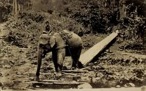 Foto Ak Elefant mit Reiter zieht einen Baumstamm