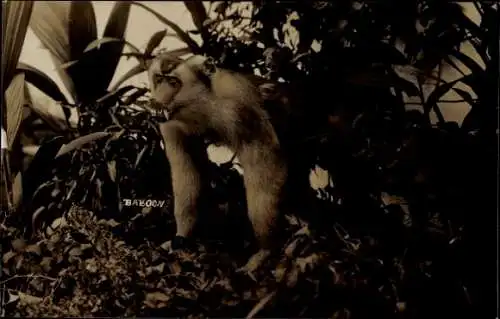 Foto Ak Malaysia, Baboon, Affe