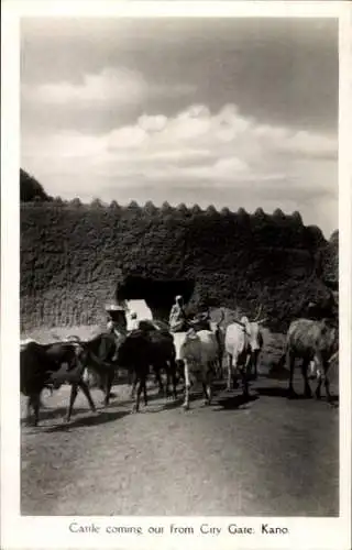 Ak Kano Nigeria, Rinderherde am Stadttor