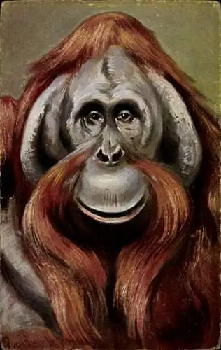 Künstler Ak Donadini, Antonio Ermenegildo, Orang Utan, Portrait