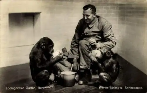 Ak Berlin Charlottenburg, Zoologischer Garten, Gorilla und Schimpanse mit Tierpfleger