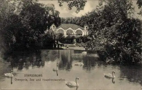 Ak Straßburg Elsass Bas Rhin, Orangerie, See, Hauptrestauration, Schwäne