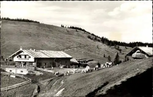 Ak Hausham in Oberbayern, Gindelalm, Kuhherde