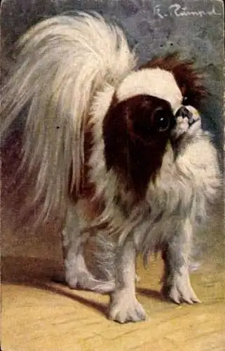 Künstler Ak Kleiner Hund, Pekingese