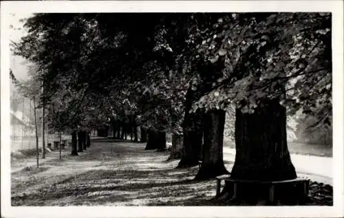 Ak Potstyn Potštejn Region Königgrätz, Lindenallee, Promenade