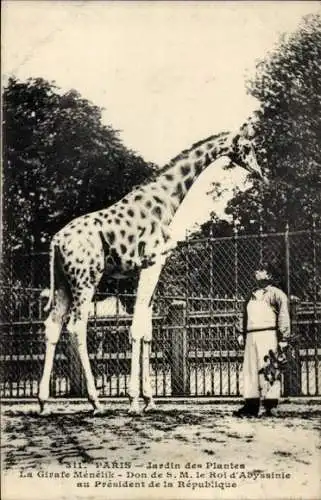 Ak Paris V, Jardin des Plantes, Giraffe Menelik