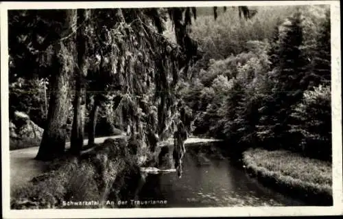 Ak Bad Blankenburg in Thüringen, Schwarzatal, Trauertanne