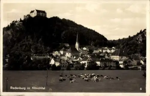 Ak Riedenburg in Niederbayern, Gesamtansicht, Kühe auf der Weide