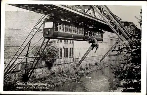 Foto Ak Wuppertal, Tuffis Wuppersprung, Elefant fällt aus Schwebebahn