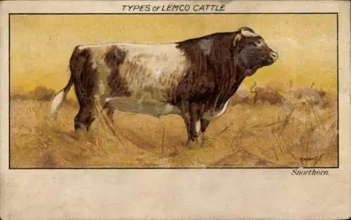 Künstler Ak Types of Lemco Cattle, Shorthorn