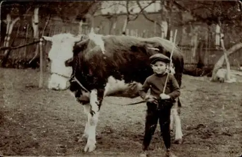 Foto Ak Kleiner Junge mit einem Rind