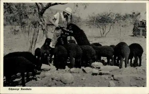 Ak Namibia Deutsch Südwestafrika, Schwarze Karakuls, die koloniale Schuldlüge ist tot