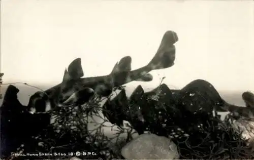 Foto Ak Small Horn Shark and egg