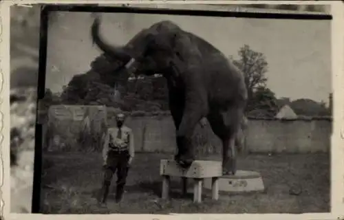 Foto Ak Mann mit einem dressierten Elefant, Zirkus