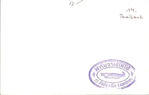 Foto Ak Thailand, Mann mit einem Krokodil